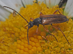 Alosterna tabacicolor
