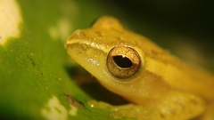 Rohanixalus vittatus