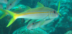 Mulloidichthys martinicus