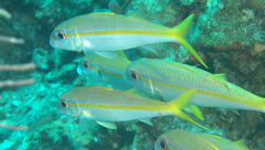 Mulloidichthys martinicus