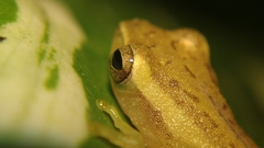 Rohanixalus vittatus