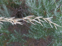 Ehrharta villosa