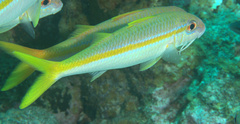 Mulloidichthys martinicus