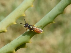 Philanthus triangulum