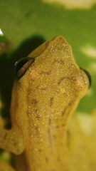 Rohanixalus vittatus