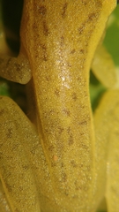 Rohanixalus vittatus