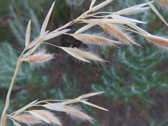 Ehrharta villosa