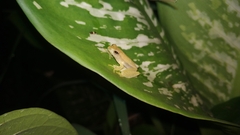 Rohanixalus vittatus