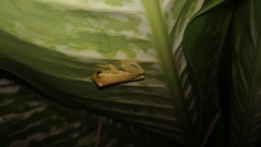 Rohanixalus vittatus