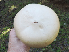 Leucopaxillus albissimus