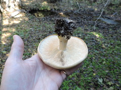 Leucopaxillus albissimus