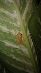 Rohanixalus vittatus