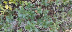 Quercus coccifera