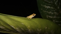 Rohanixalus vittatus