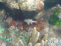 Ostorhinchus norfolcensis