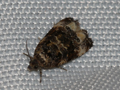 Endothenia