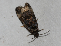 Endothenia