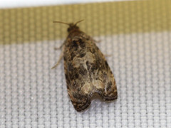 Endothenia