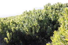 Protea lepidocarpodendron