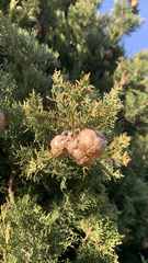 Cupressus sempervirens