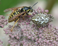 Vespula austriaca