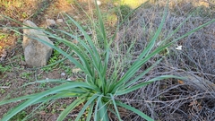 Asphodelus ramosus