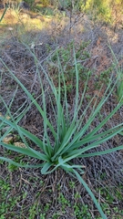 Asphodelus ramosus