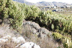 Syncarpha gnaphaloides