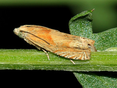 Eucosma conterminana