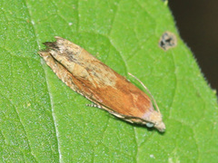 Eucosma conterminana