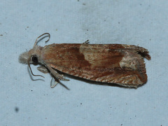 Eucosma conterminana