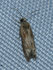 Eucosma conterminana