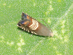 Grapholita compositella