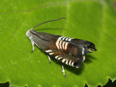 Grapholita compositella
