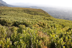 Protea lepidocarpodendron