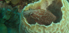 Cephalopholis cruentata