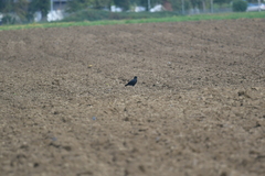 Corvus corone