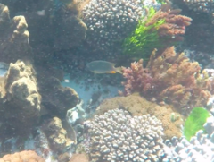 Plectroglyphidodon gascoynei