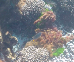 Plectroglyphidodon gascoynei