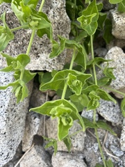 Mirabilis tenuiloba