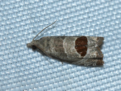 Notocelia uddmanniana