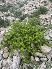 Mirabilis tenuiloba