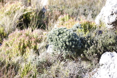 Xiphotheca fruticosa