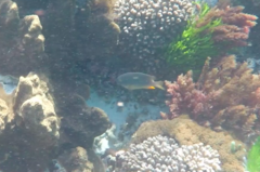 Plectroglyphidodon gascoynei