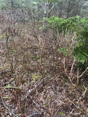Rhododendron canadense