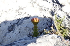 Crassula coccinea