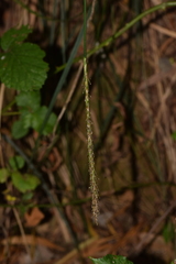 Carex phleoides