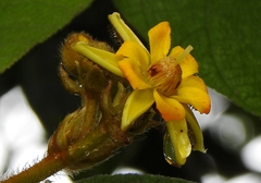 Apeiba tibourbou