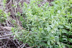 Teucrium cubense