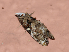 Phtheochroa rugosana